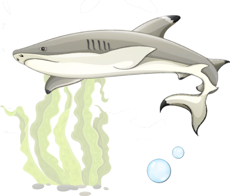 shark